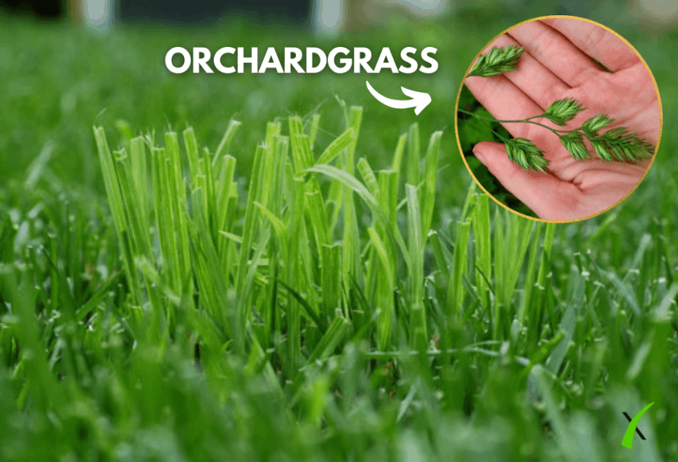 Weed Wednesday Orchardgrass ExperiGreen