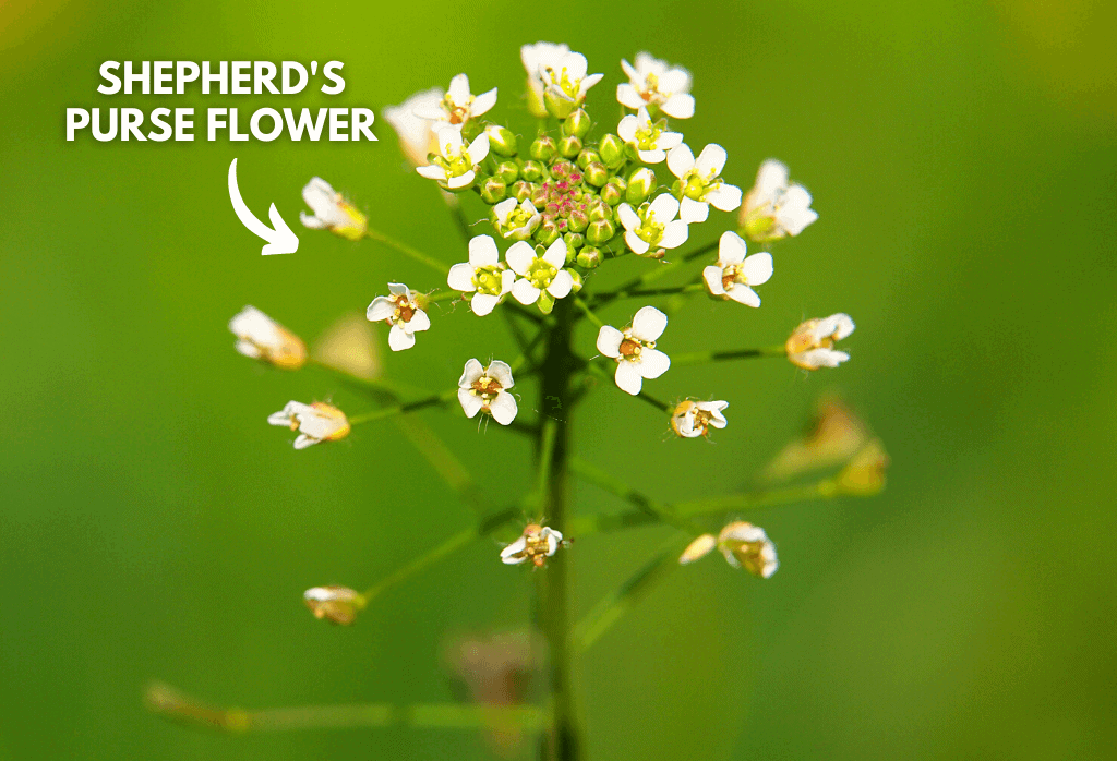 Shepherd's Purse Weed Flower