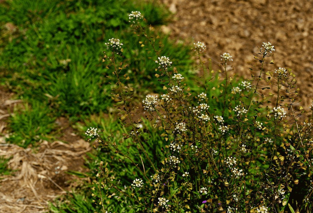 Shepherd's Purse Weed on Home Lawn