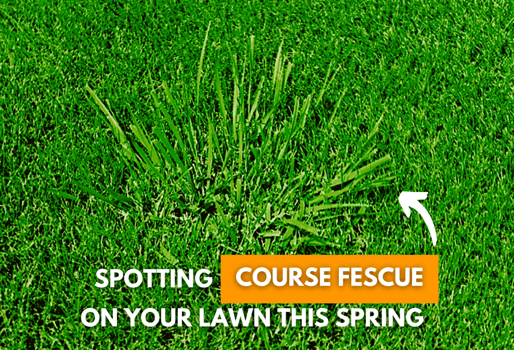 Spring Course Fescue On Your Lawn