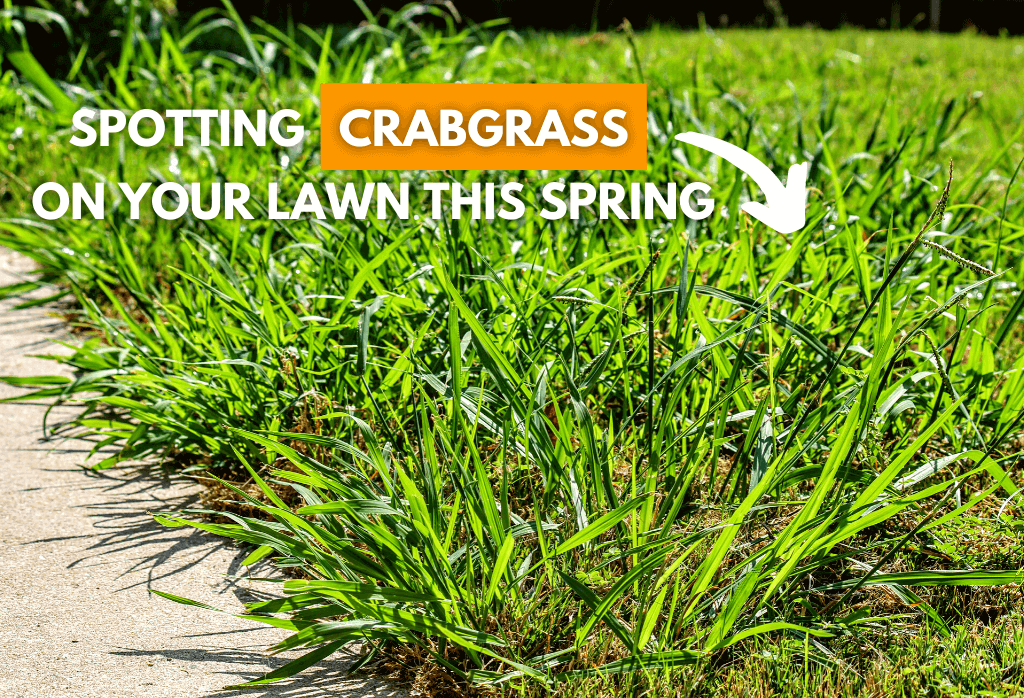 Spring Crabgrass On Your Lawn