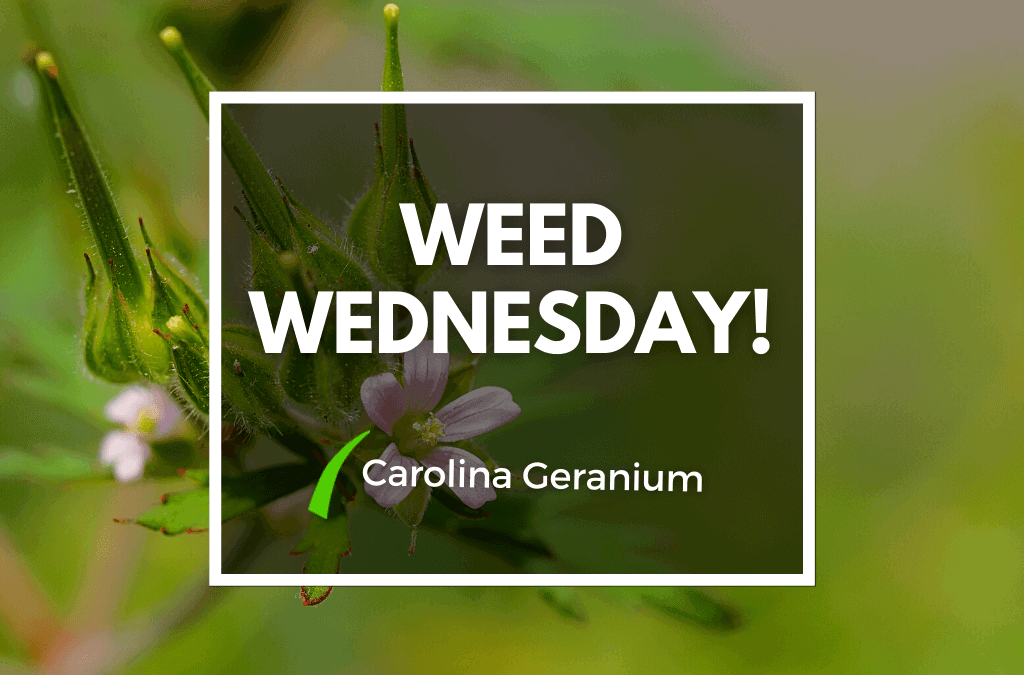 Weed Wednesday Carolina Geranium