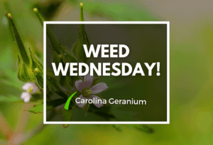 Weed Wednesday Carolina Geranium