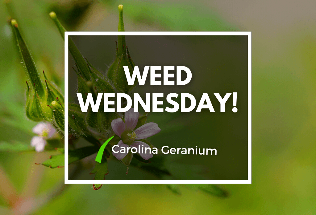 Read more about the article Weed Wednesday Carolina Geranium