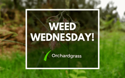 Weed Wednesday Orchardgrass