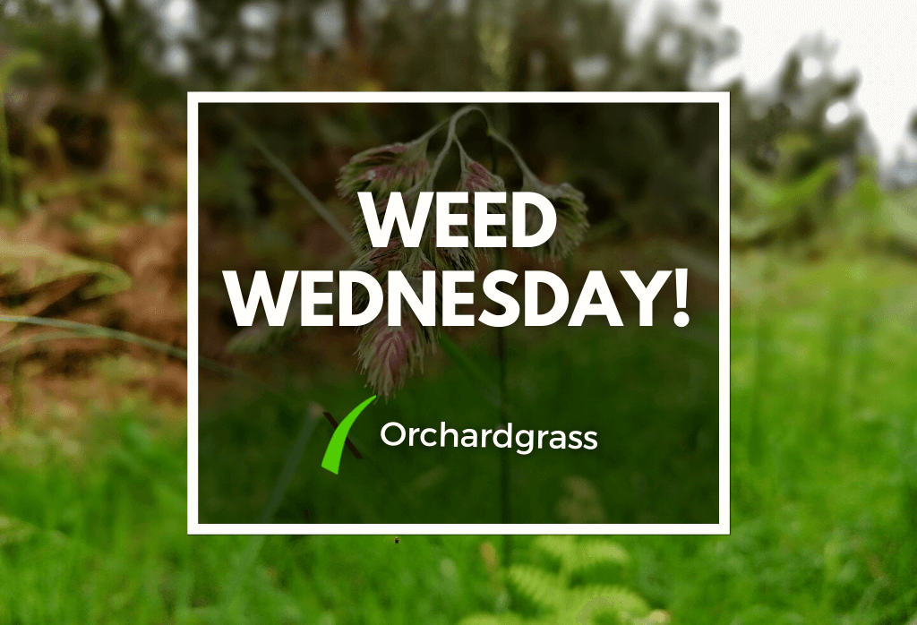 Read more about the article Weed Wednesday Orchardgrass