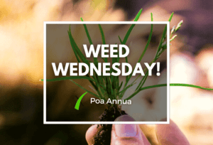 Weed Wednesday Poa Annua