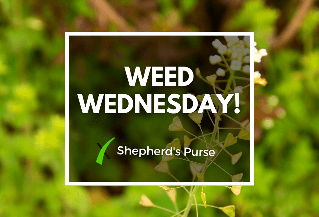 Read more about the article Weed Wednesday Shepherd’s Purse
