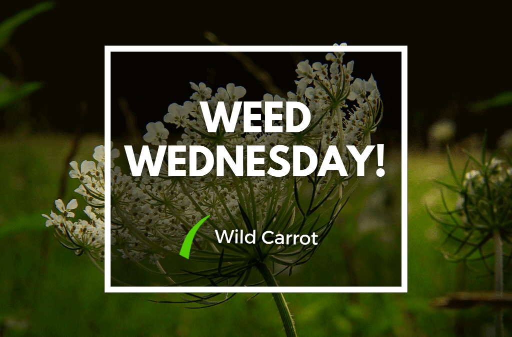 Weed Wednesday Wild Carrot