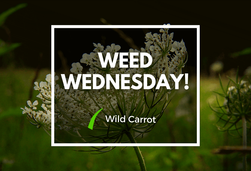 Read more about the article Weed Wednesday Wild Carrot