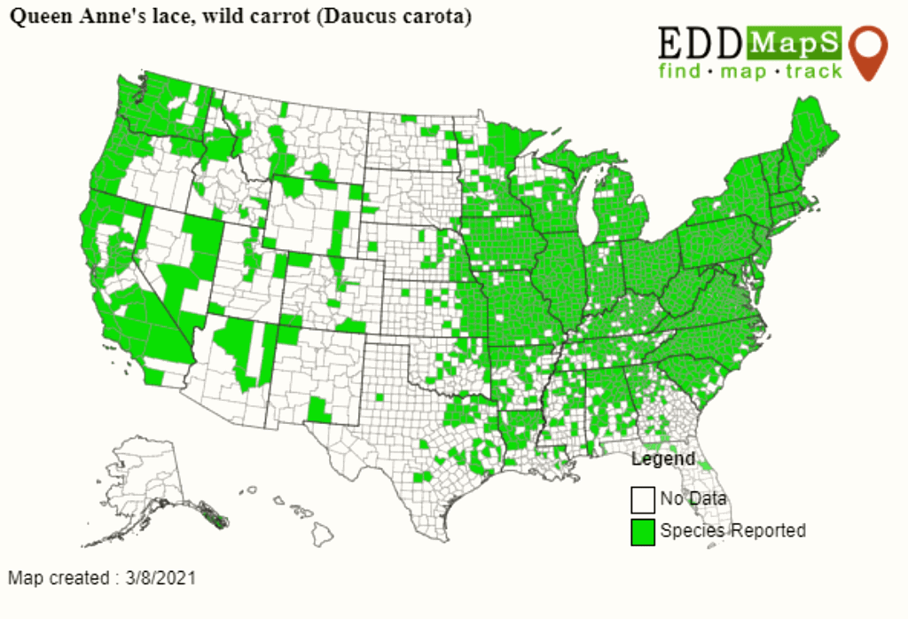 Wild Carrot Growth In US Map
