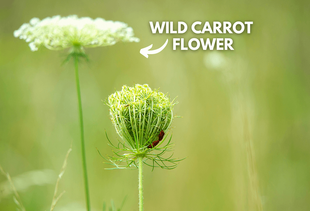 Wild Carrot Weed Flower