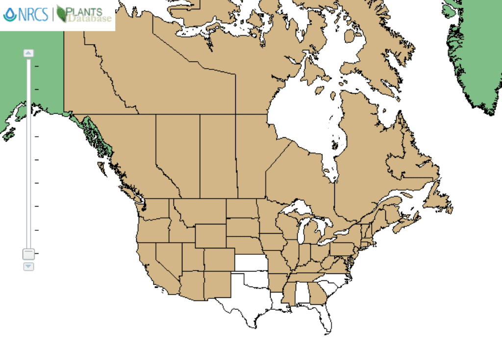 Chickweed US Map