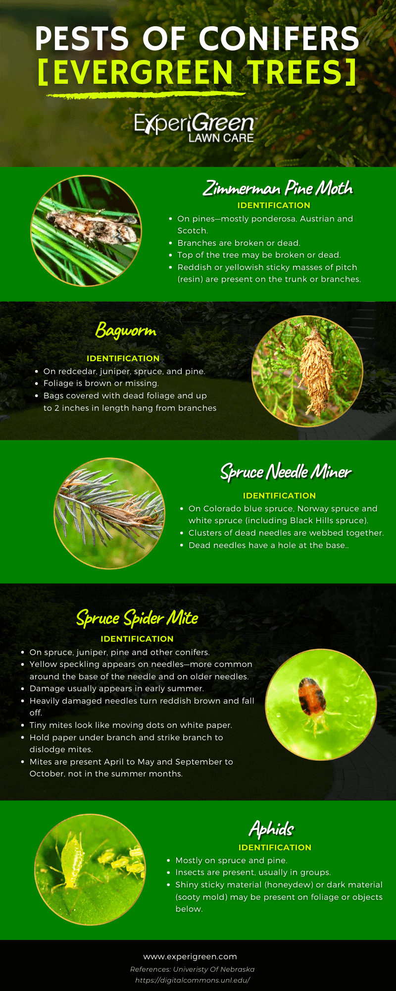 Pests of Evergreen Trees - Infographics