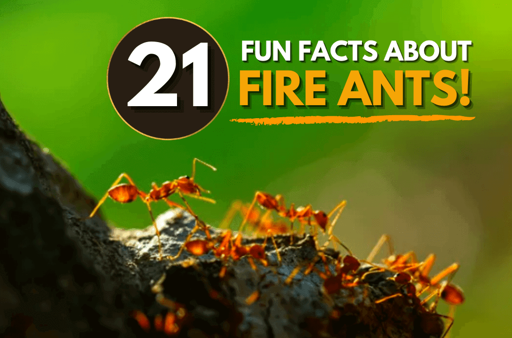 21 Facts About Fire Ants