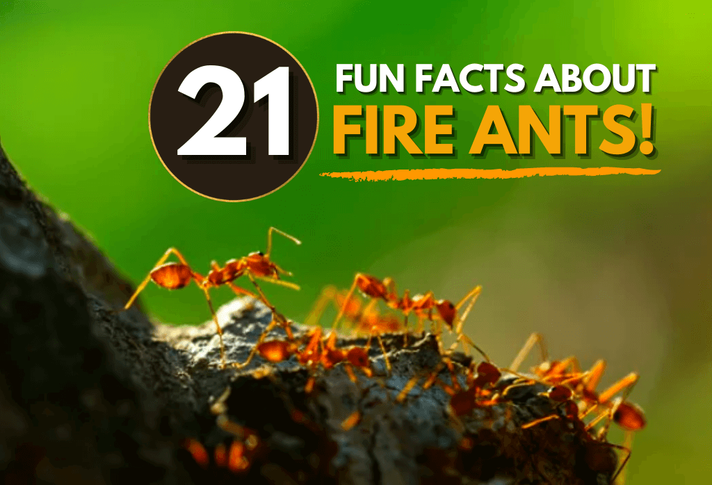 Read more about the article 21 Facts About Fire Ants