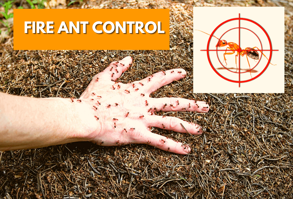 Charlotte Lawn Fire Ant Control Services