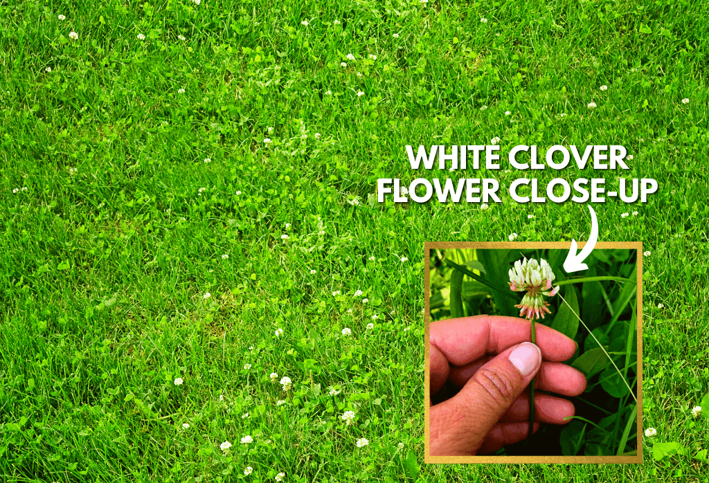 Clover Weed on Home Lawns Flower Closeup