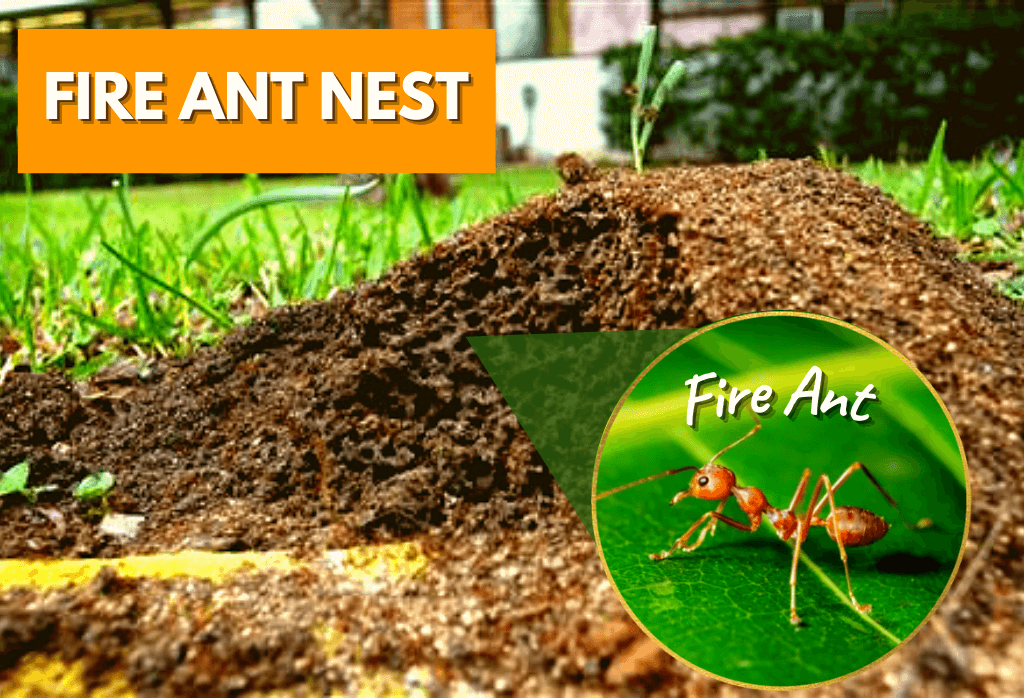 Fire Ant Nest In Home Lawn