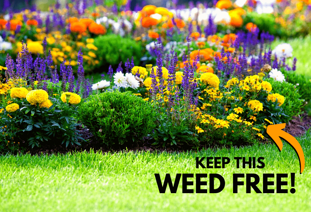 Keep Landscape Beds Weed Free