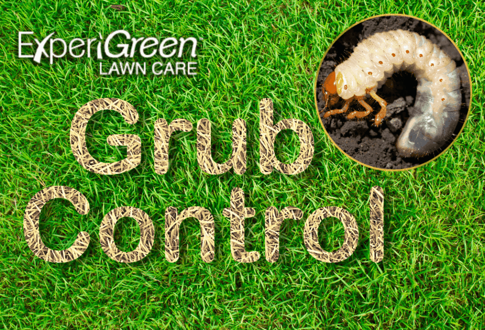 Grub Control ExperiGreen