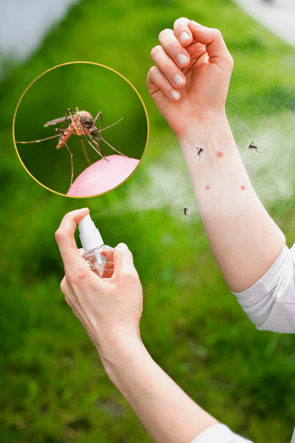 Outdoor Mosquito Control Program By ExperiGreen Lawn Care
