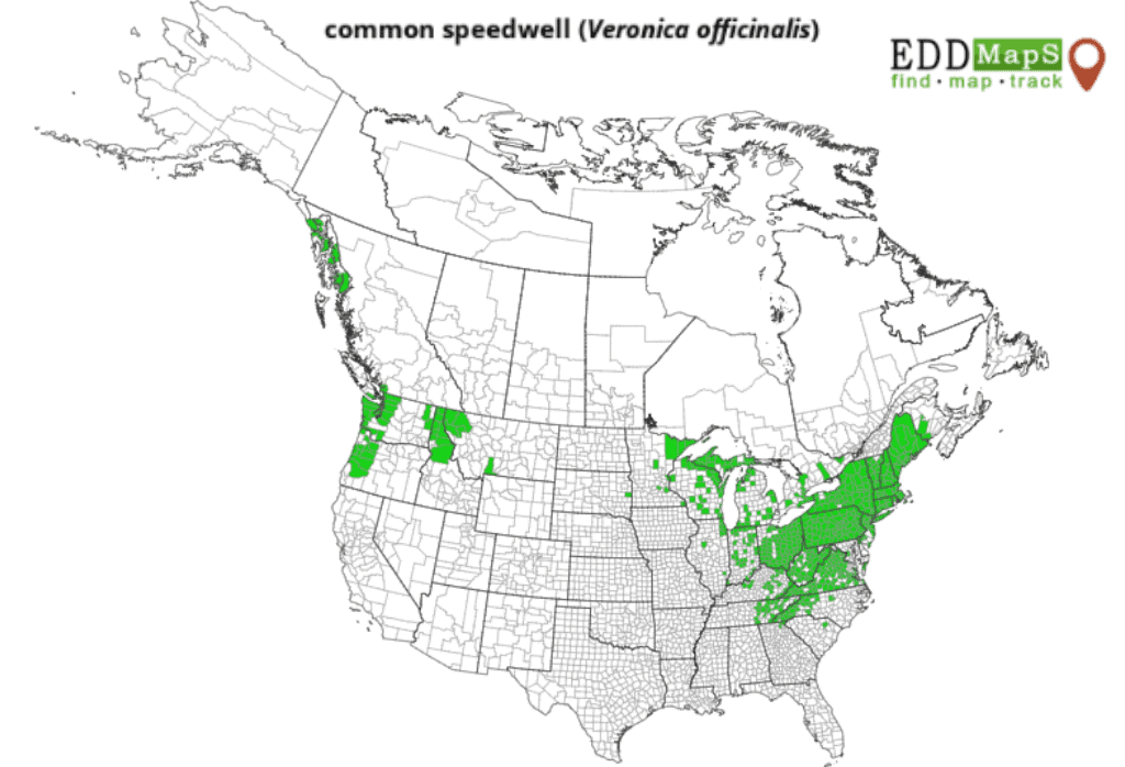 Speedwell Weed Map