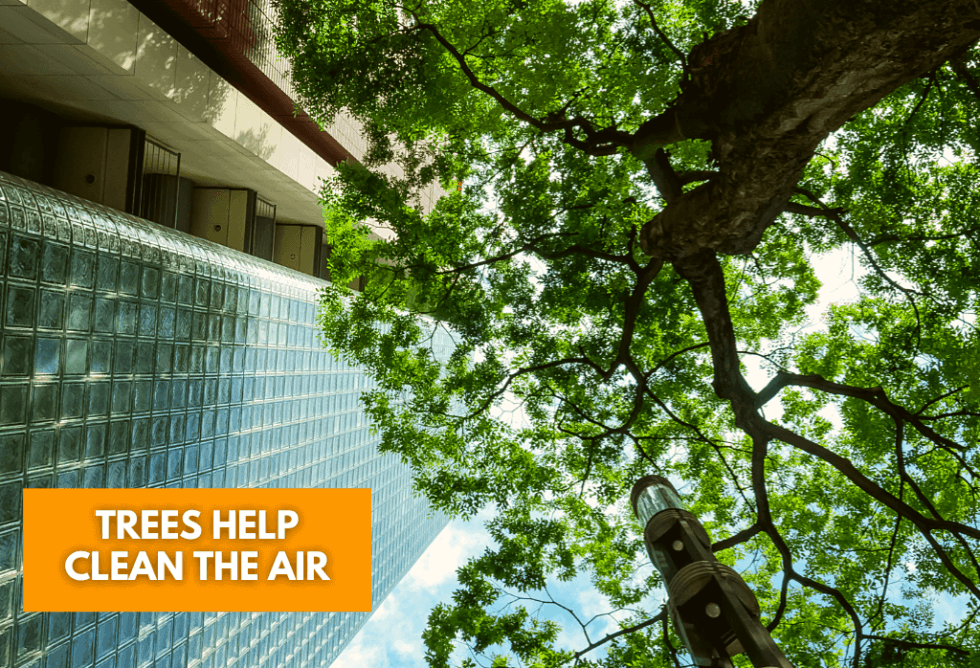 Trees; How They Benefit Your Home & Life ExperiGreen