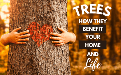 Trees; How They Benefit Your Home & Life