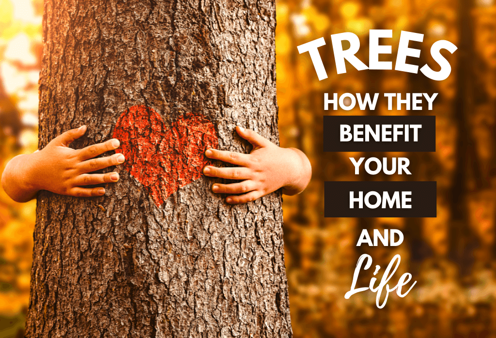 Trees; How They Benefit Your Home & Life