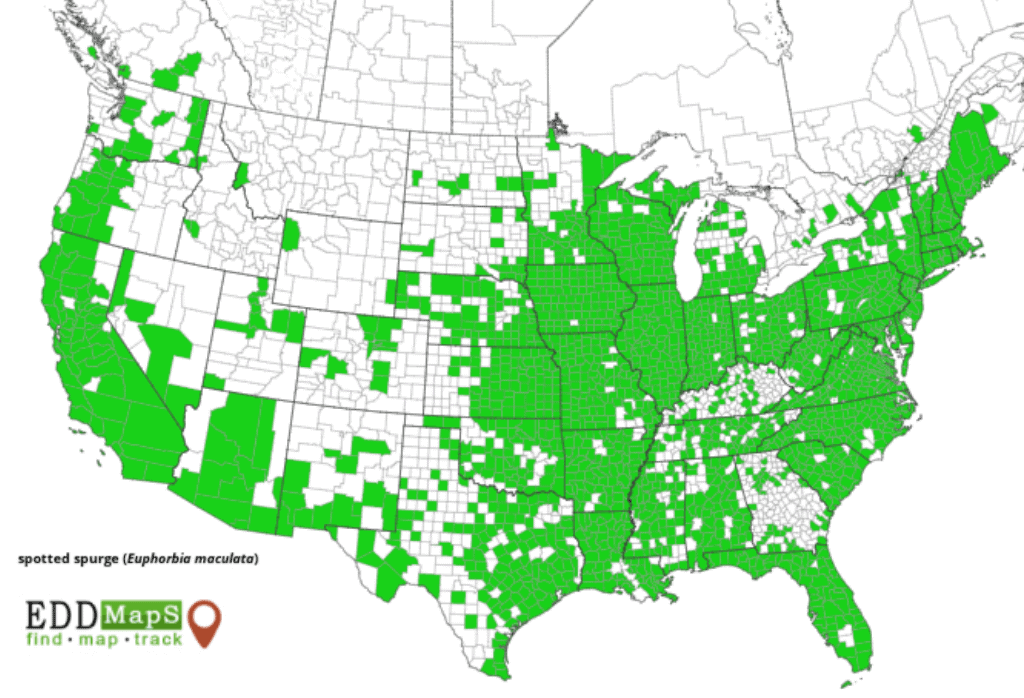 Weed Map-Spotted Spurge