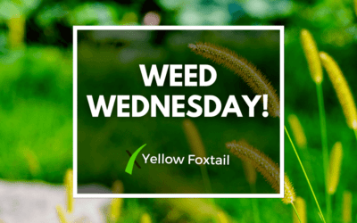 Weed Wednesday Yellow Foxtail