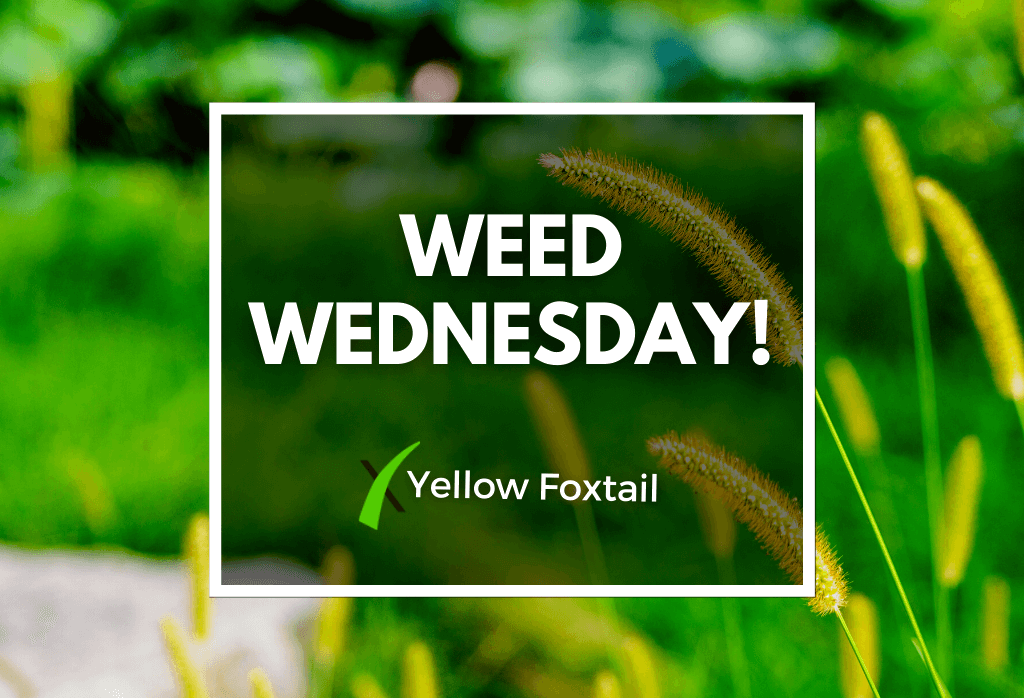 Read more about the article Weed Wednesday: Yellow Foxtail
