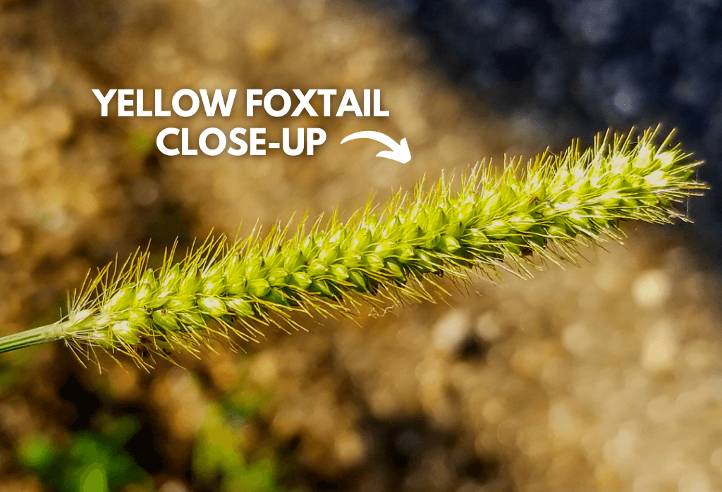 Yellow Foxtail Weed In Home Lawns Closeup