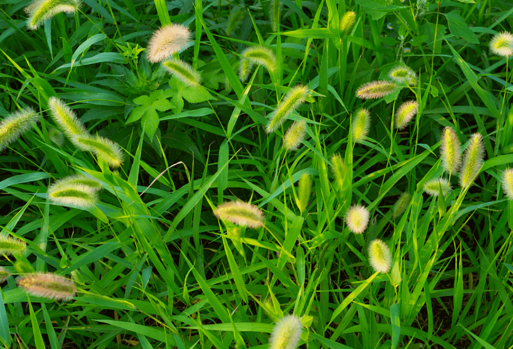 Yellow Foxtail Weed In Home Lawns