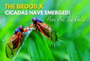 2021 Cicadas Have Emerged When Will It End