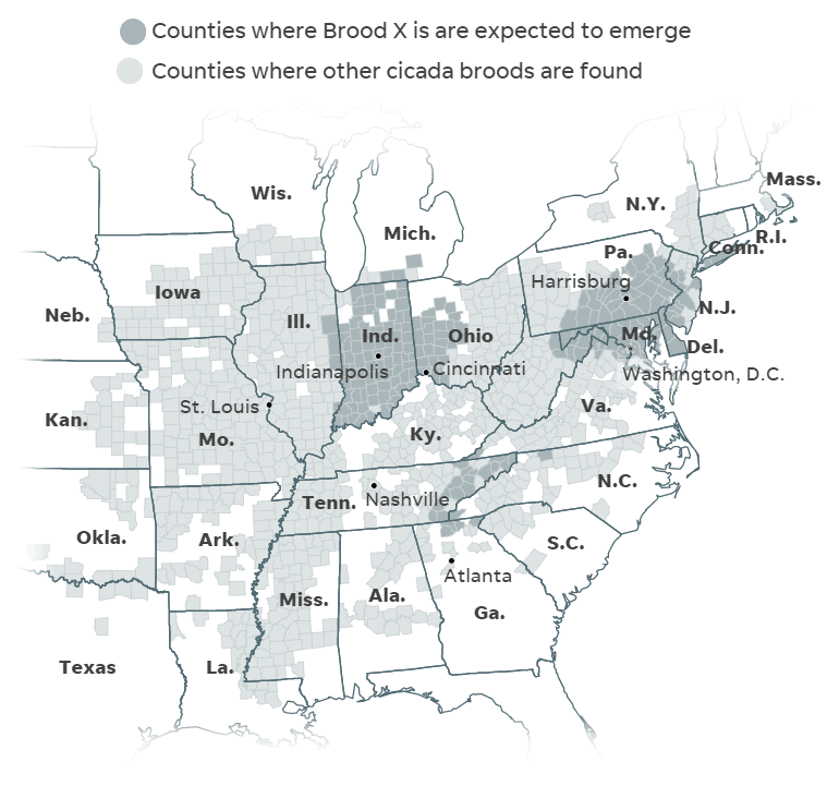 Cicadas Emerging 2021 US Map