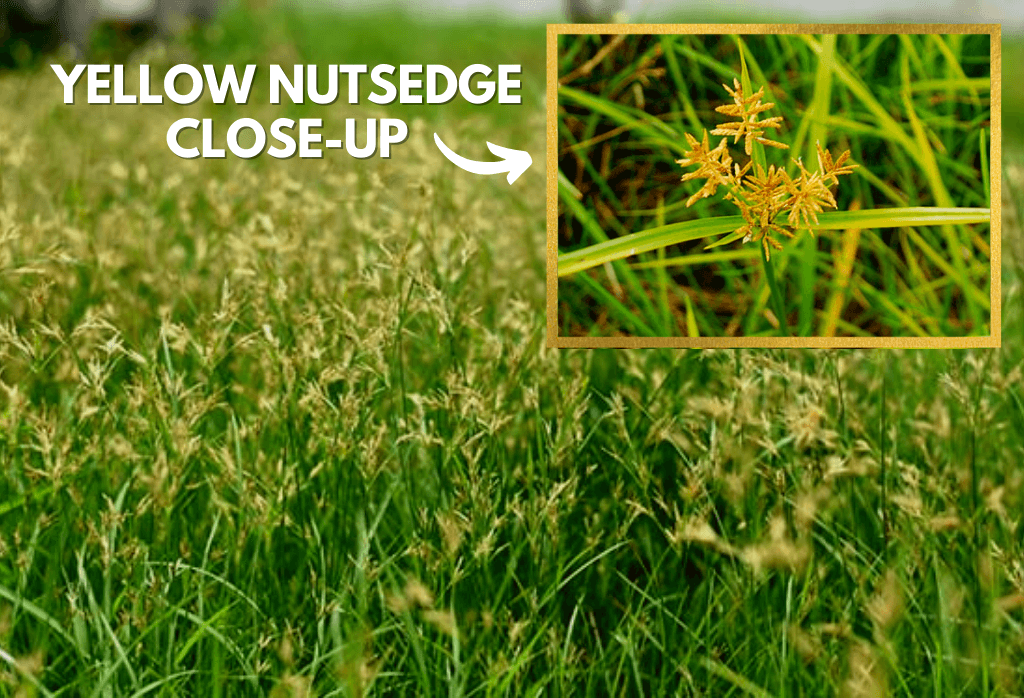 Yellow Nutsedge Weed Closeup