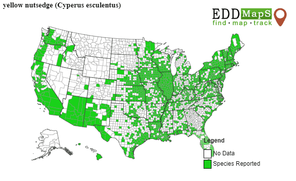 Yellow Nutsedge Weed Map