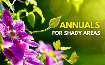 Annuals for Shady Areas