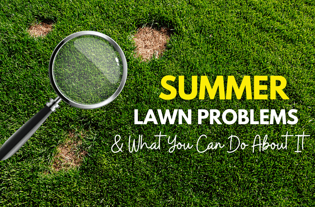 Identifying Summer Lawn Problems