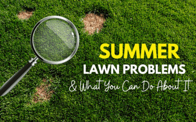 Identifying Summer Lawn Problems