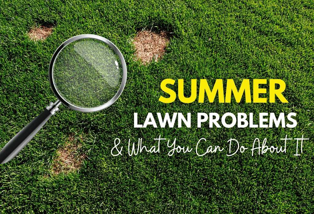 Read more about the article Summer Lawn Problems