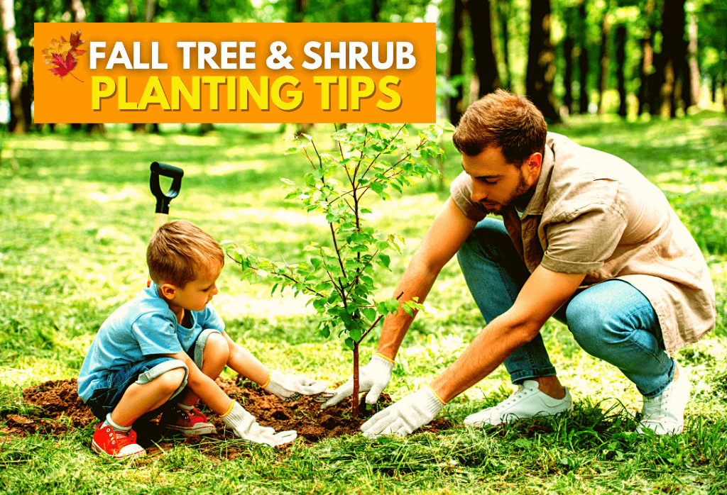 Best Fall Tree and Shrub Planting Tips For Your Lawn
