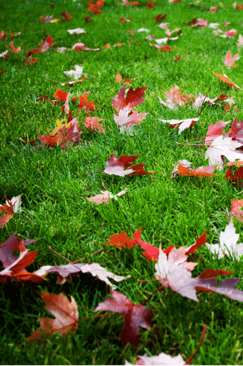 Fall Lawn Care Tips By ExperiGreen