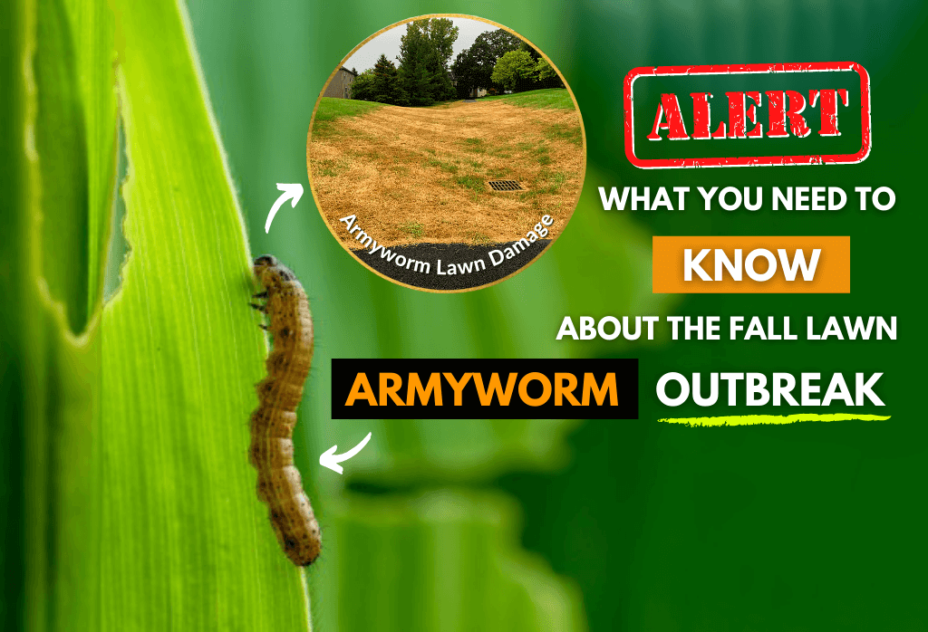 Read more about the article Fall Lawn Armyworm Outbreak: What You Need To Know