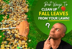 Best Ways To Cleanup Fall Leaves From Your Lawn