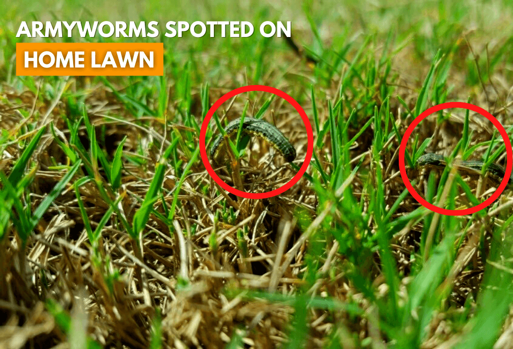 Fall armyworms spotted in home lawns in central Ohio