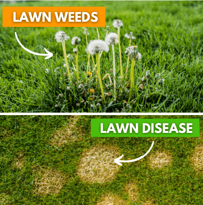 Lawn Weeds & Lawn Disease