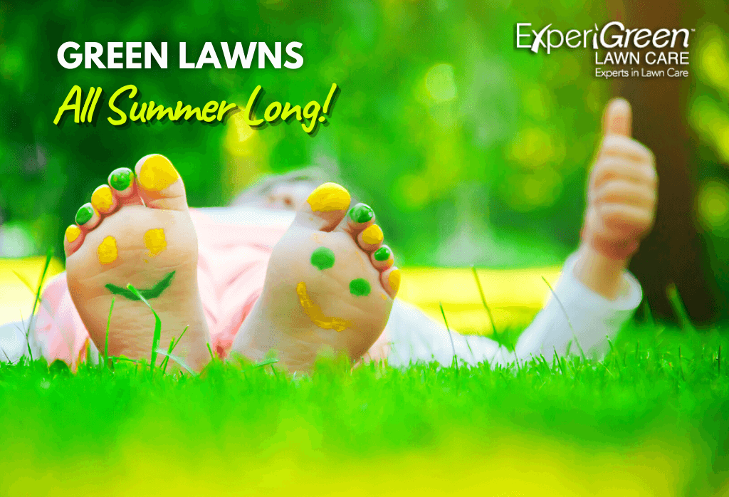 Easy Ways to Maintain a Healthy Lawn in the Summer By Watering